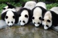 /album/fotogaleria/pandas-bebiendo-jpg/
